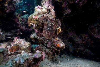 devamını scorpionfish, Kızıldeniz.