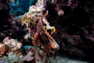 devamını scorpionfish, Kızıldeniz.