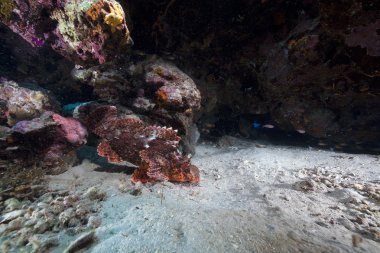 devamını scorpionfish, Kızıldeniz.