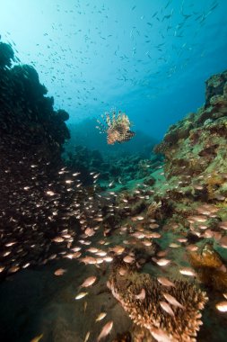 Kızıldeniz'alınan glassfish lionfish avcılık.