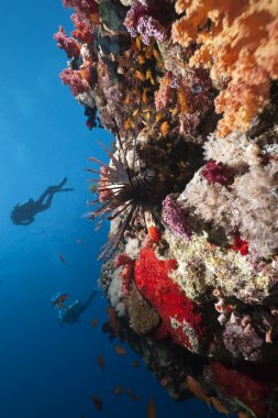 lionfish, okyanus ve dalgıçlar