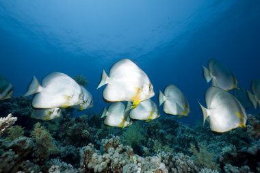 orbicular spadefish ve ocean