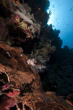 lionfish bir seafan içinde