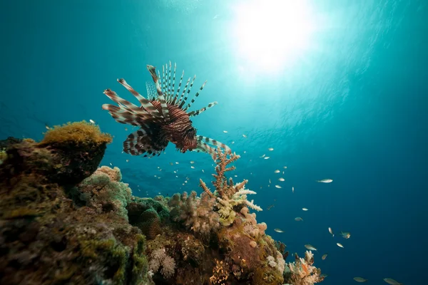Lionfish στην Ερυθρά Θάλασσα. — Φωτογραφία Αρχείου