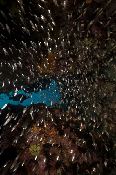 Peixes de vidro no Mar Vermelho . — Fotografia de Stock