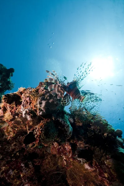 Lionfish no Mar Vermelho . — Fotografia de Stock