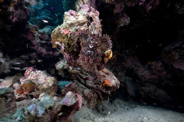 Smallscale scorpionfish in de rode zee. — Stockfoto