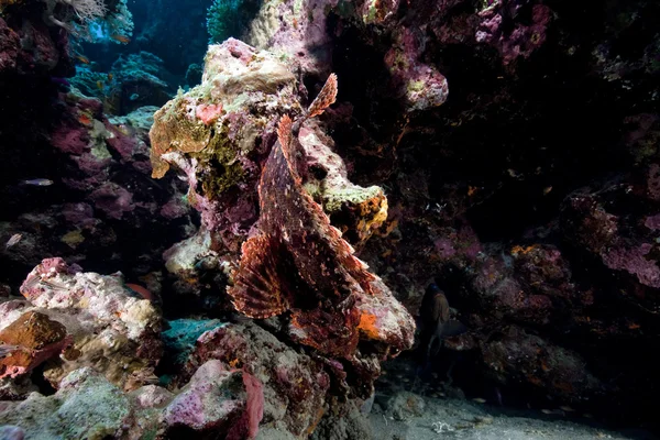 Escorpión de pequeña escala en el Mar Rojo . — Foto de Stock