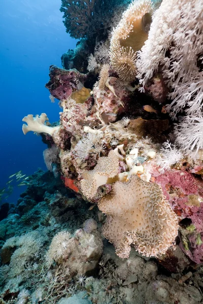Peces y coral en el Mar Rojo . —  Fotos de Stock