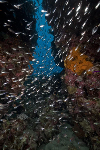 Glasfische im Roten Meer. — Stockfoto