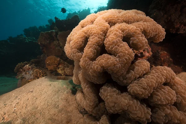Пузырьковый коралл, пойманный в Красном море . — стоковое фото