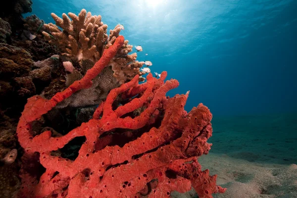 Océano, peces y coral capturados en el Mar Rojo . — Foto de Stock