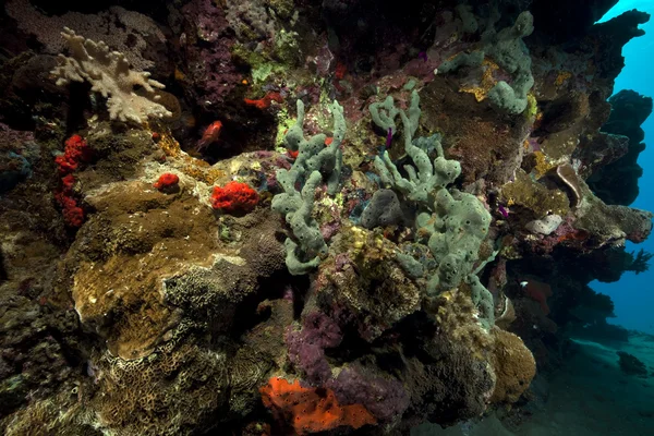 Ozean, Fische und Korallen im Roten Meer. — Stockfoto