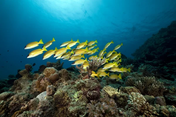 蓝色衬笛鲷和采取在红海的珊瑚. — 图库照片