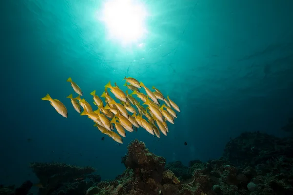 Blau gesäumte Schnapper und Korallen im Roten Meer aufgenommen. — Stockfoto