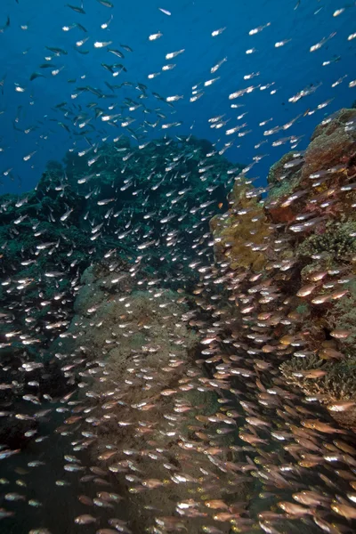 Pez cristal y coral capturados en el Mar Rojo . —  Fotos de Stock
