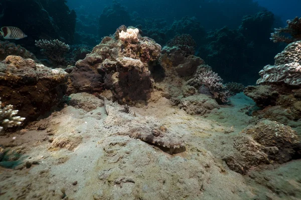 Crocodilefish a korálů v Rudém moři. — Stock fotografie