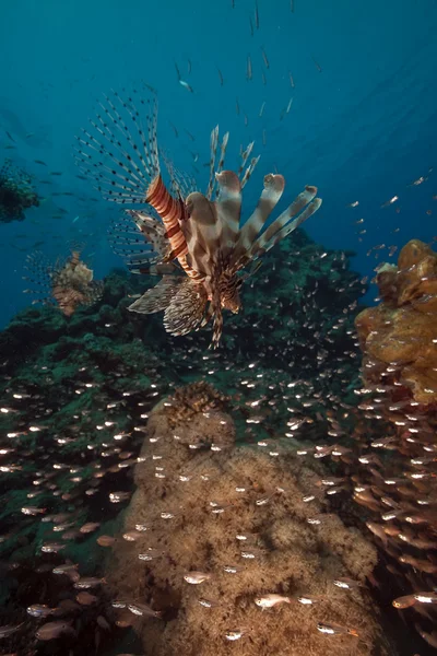 Lionfish jakt på glassfish i Röda havet. — Stockfoto