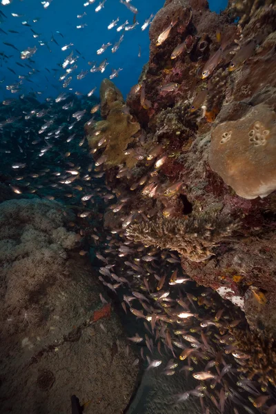 Pesce vetro e corallo catturati nel Mar Rosso . — Foto Stock