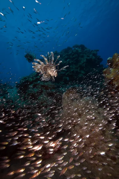 Pesce leone a caccia di pesci vetro catturati nel Mar Rosso . — Foto Stock