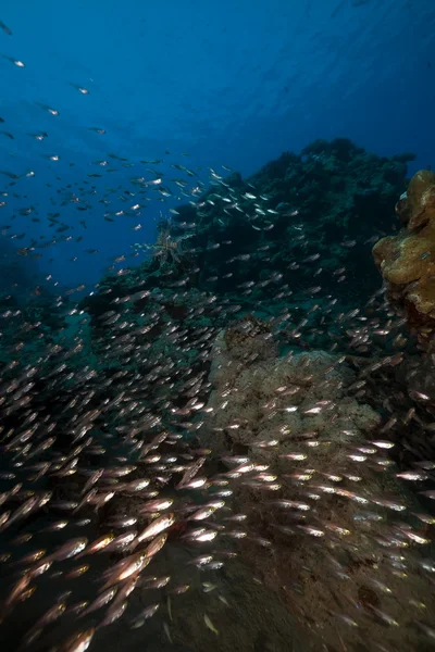 Glassfish와 홍 해에 산호. — 스톡 사진
