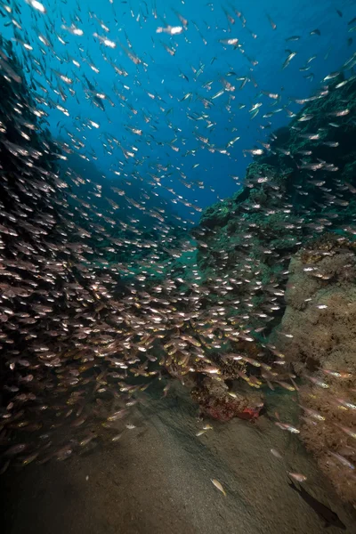 Peixes de vidro e corais capturados no Mar Vermelho . — Fotografia de Stock