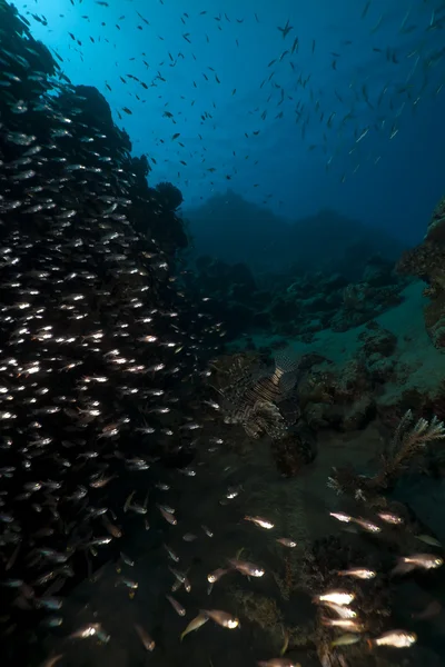 Рыба и кораллы, пойманные в Красном море . — стоковое фото