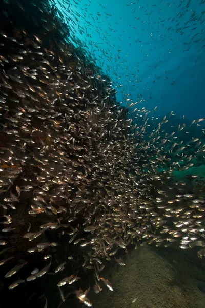 Pez cristal y coral capturados en el Mar Rojo . — Foto de Stock