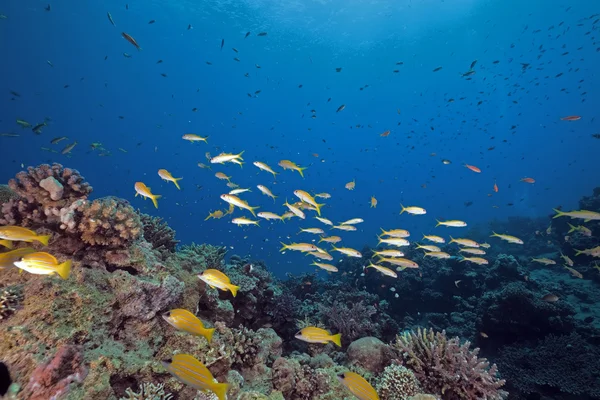 Ocean, fiskar och koraller i Röda havet. — Stockfoto