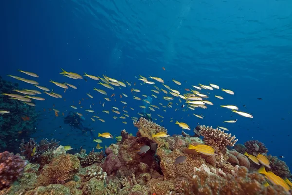Ocean, ryby i rafy w Morzu Czerwonym. — Zdjęcie stockowe
