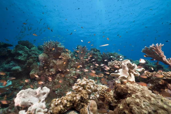 Océan, poissons et coraux capturés en mer Rouge . — Photo