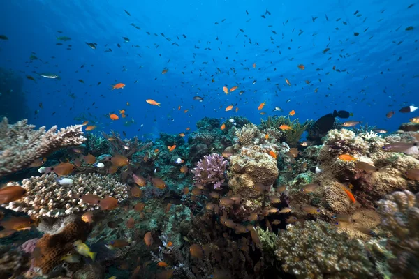 Ozean, Fische und Korallen im Roten Meer. — Stockfoto