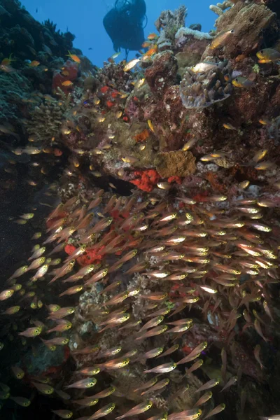 Sticlă și corali luați în Marea Roșie . — Fotografie, imagine de stoc