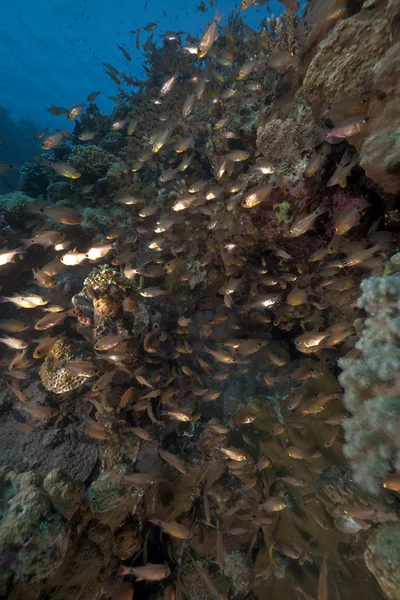 Glassfish en koraal genomen in de rode zee. — Stockfoto