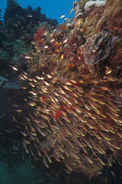 Poissons verriers et coraux capturés en mer Rouge . — Photo