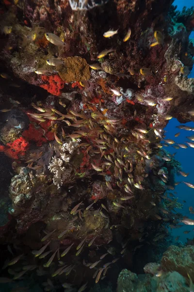 Pesce vetro e corallo catturati nel Mar Rosso . — Foto Stock