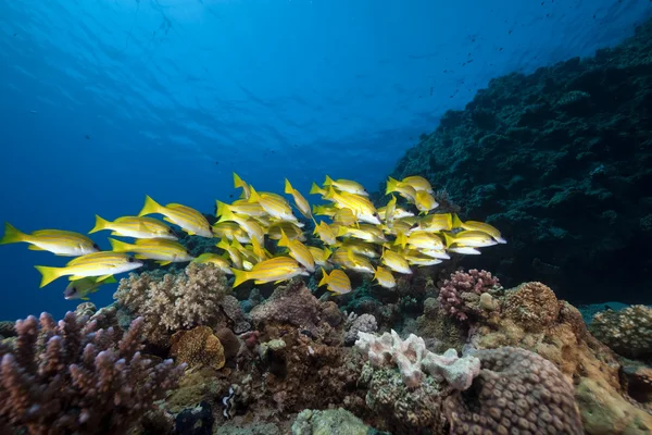 Blue lined snappers and coral taken in the Red Sea. — Stock Photo, Image