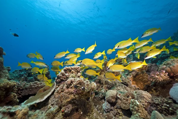Blauwe bekleed snappers en koraal genomen in de rode zee. — Stockfoto