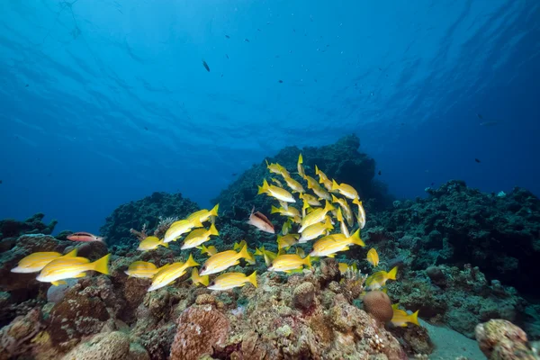 Blauwe bekleed snappers en koraal genomen in de rode zee. — Stockfoto
