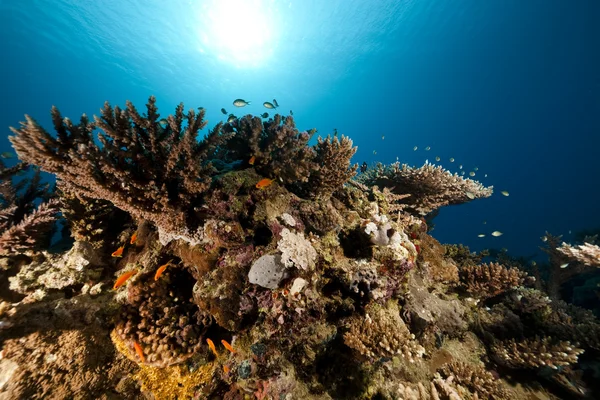 Oceán, ryby a korály v Rudém moři. — Stock fotografie