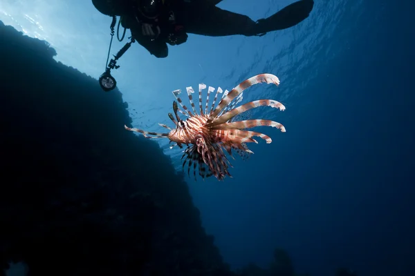 Lionfish and an underwater photographer — Stock Photo, Image