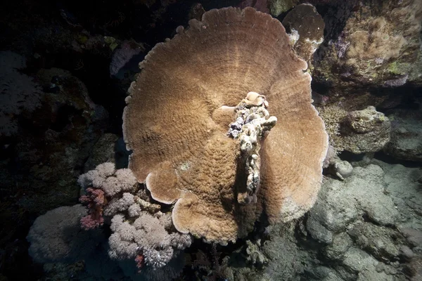Coral de cogumelos e oceano — Fotografia de Stock