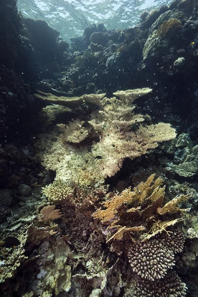 Πίνακας κοράλλια και ωκεανό — Φωτογραφία Αρχείου