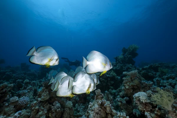 Orbicular spadefish och havet — Stockfoto
