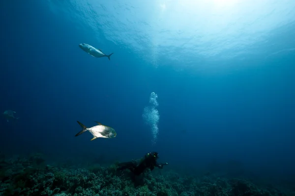 Océan, poissons et photographe sous-marin — Photo