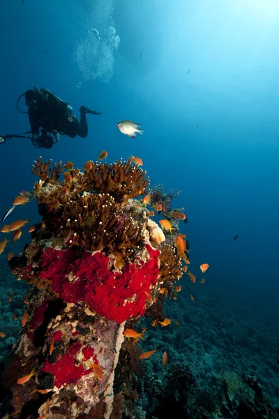 Oceano, peixe e um fotógrafo subaquático — Fotografia de Stock