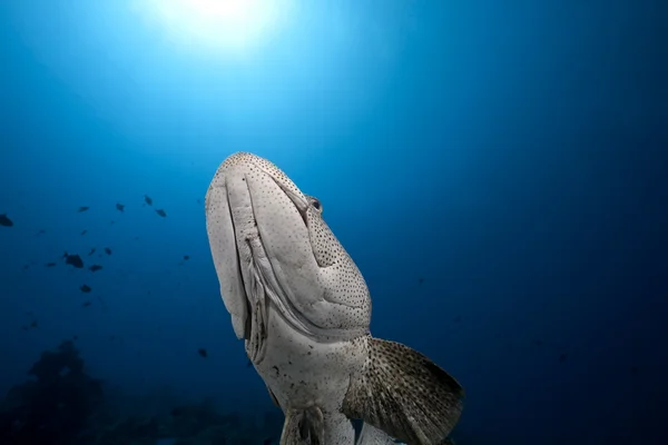 Malabar orfoz ve okyanus — Stok fotoğraf
