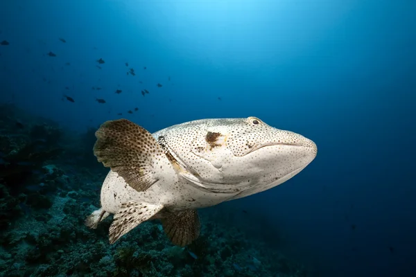 Malabar grouper and ocean — Stock Photo, Image