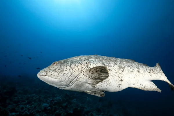 Malabar grouper and ocean — Stock Photo, Image