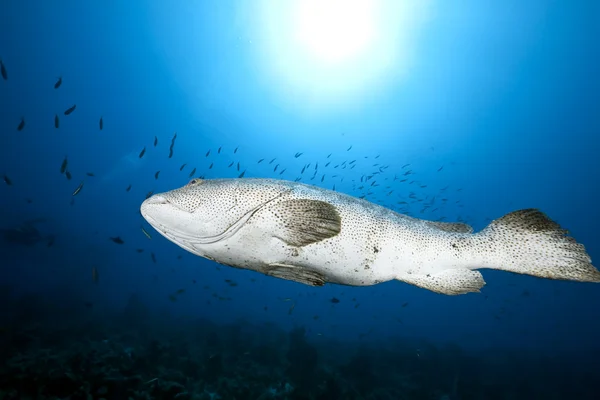 Malabar grouper en Oceaan — Stockfoto